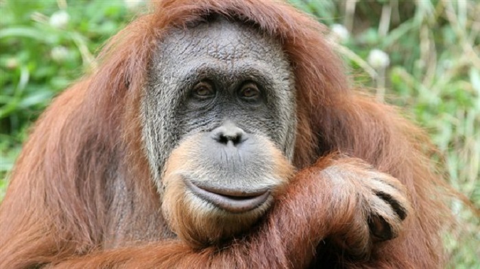 L`orang-outan du zoo de Seattle meurt à 48 ans