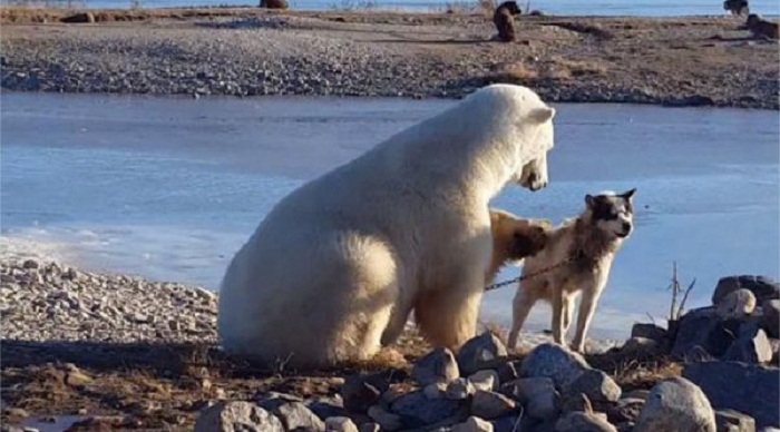 Un ours polaire fait ami ami avec un chien... et le caresse ! - VIDEO