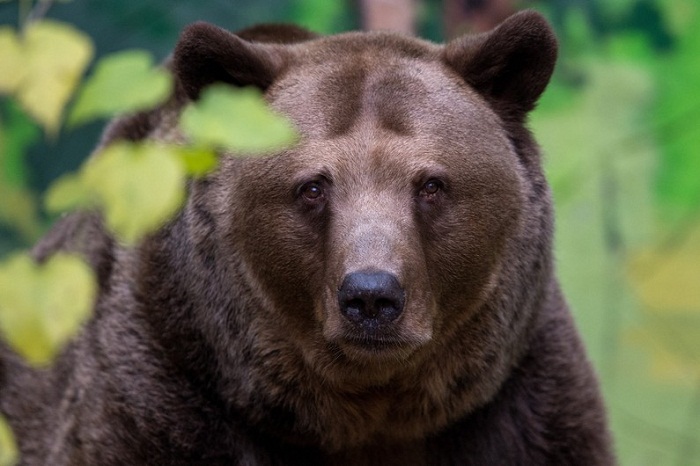 Une vidéo de camionneurs écrasant volontairement un ours révolte sur le Web