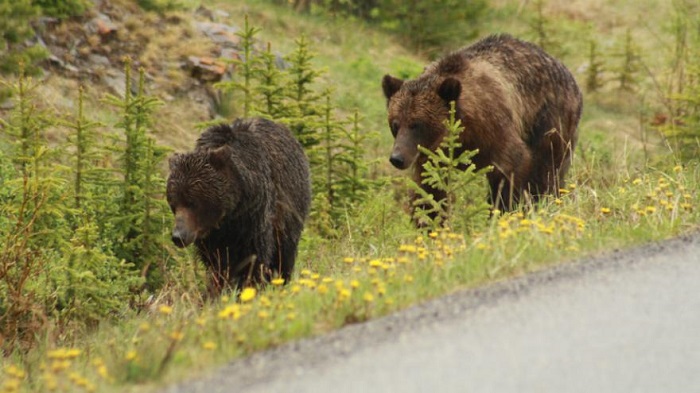 Au Canada, une application pour localiser les ours dangereux