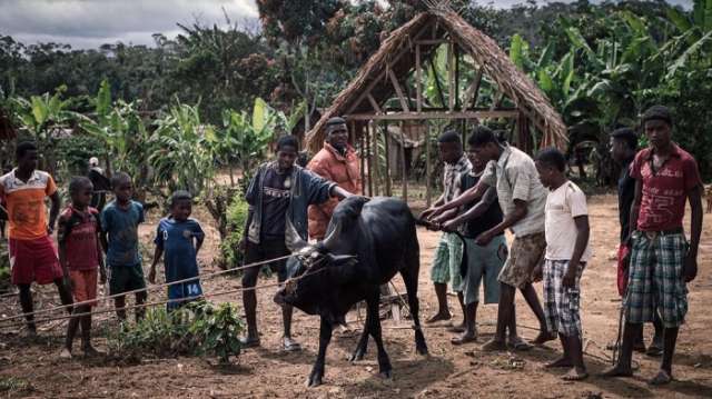 ‘Black Death’ outbreak strikes Madagascar, killing 30 and triggering panic