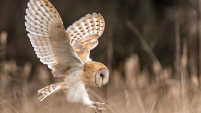 Owls hold secret to ageless ears