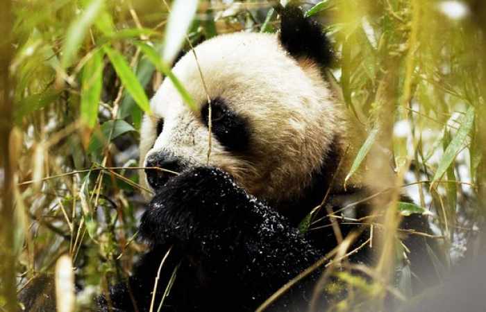 China to create 'giant' giant panda reserve to boost wild population
