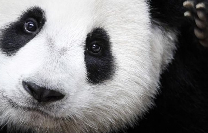 Mystery solved: why pandas are black and white