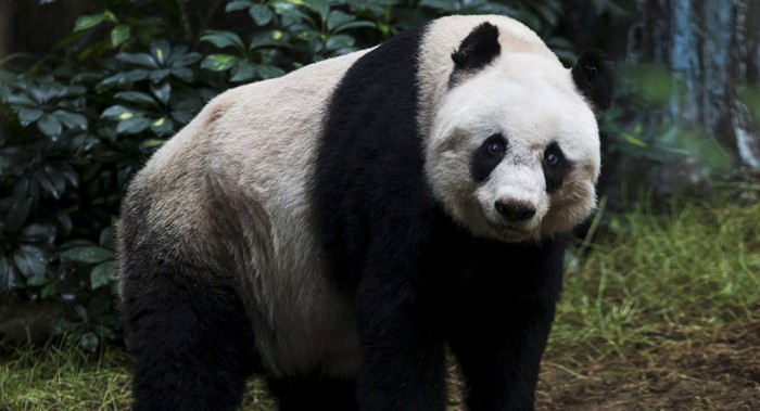 Muere en Hong Kong la osa panda más vieja en cautiverio