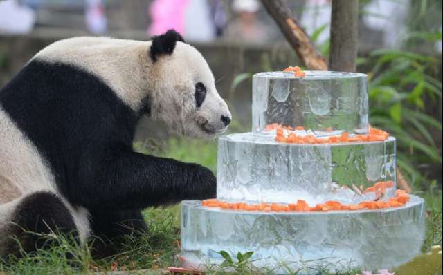 World`s oldest male panda celebrates birthday-PHOTOS