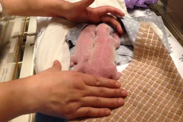 Giant panda in Toronto gives birth to twin cubs