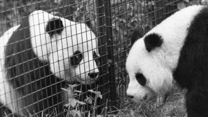 National Archives: Thatcher refused to share flight with panda
