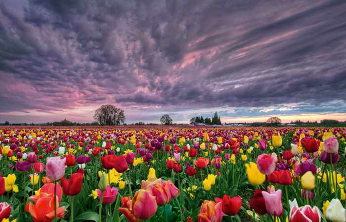 C’est la saison des tulipes aux Pays-Bas