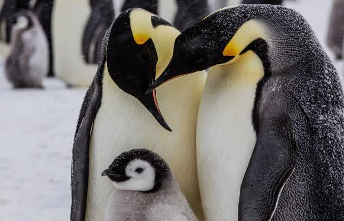 10 emperor penguin facts for World Penguin Day – in pictures