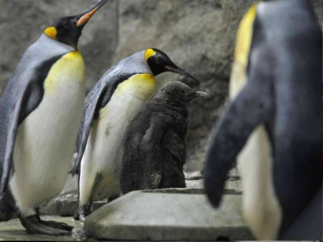 World’s largest king penguin colony collapses by 90%