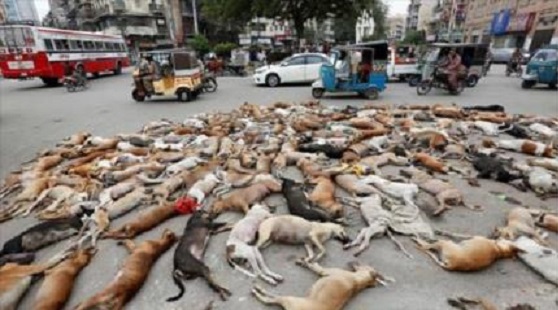Paquistán envenena a centenares de perros callejeros en una brutal matanza.