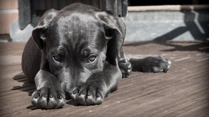 Iran: condamné à 74 coups de fouet pour avoir battu son chien à mort