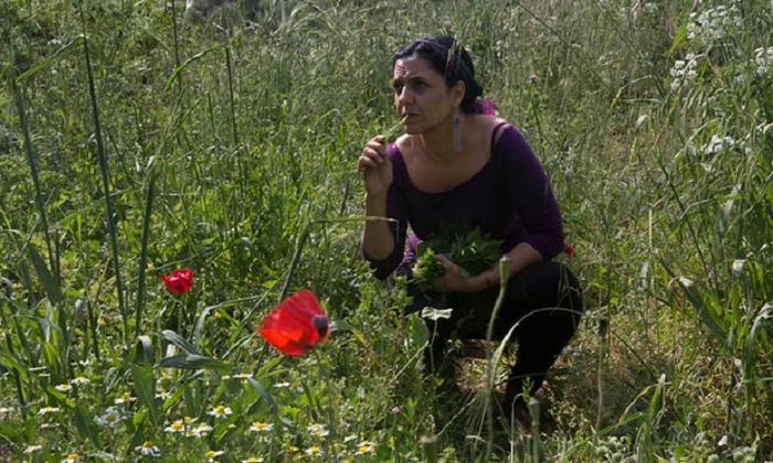 Palestinians create seed bank to save their farming heritage in the Holy Land