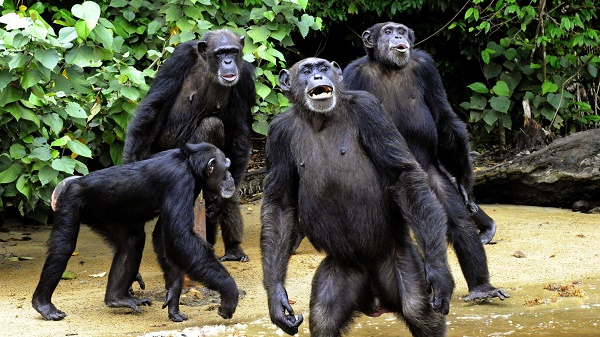 Un cas très rare de chimpanzés cannibales observé au Sénégal - VIDEO