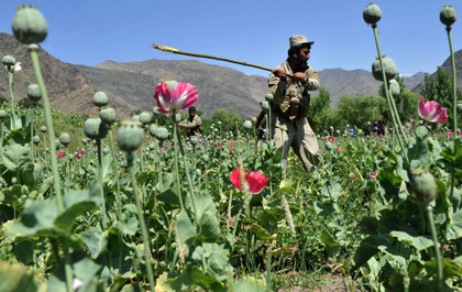 Əfqanıstan narkotik rekordunu yenilədi 