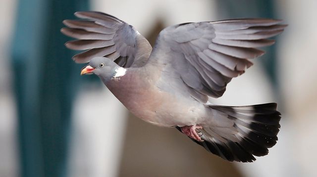 Inde: un pigeon en détention pour une lettre de menaces
