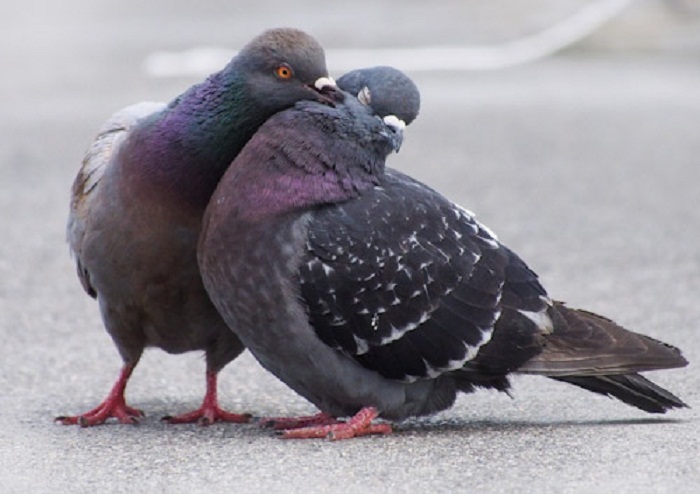 Les pigeons, futurs diagnostiqueurs du cancer humain?