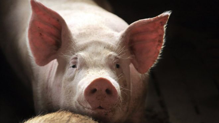 `GM could make pig organs for humans`