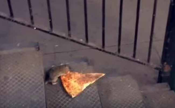 Why your Pizza Rat gifs are disappearing off social media