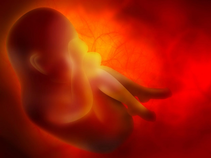 Eating placenta after birth 'borders on cannibalism