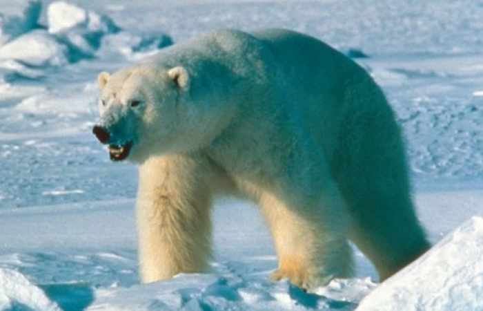 Polar bears could become extinct faster than was feared, study says