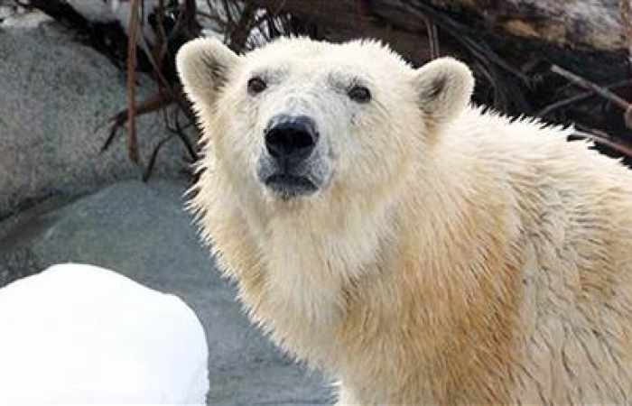 Rizzo, Utah Zoo polar bear, euthanized after kidney failure diagnosis