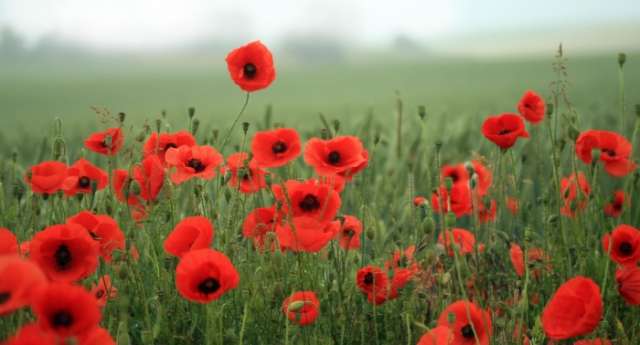 World War One poem spelt out in poppies -
 VIDEO