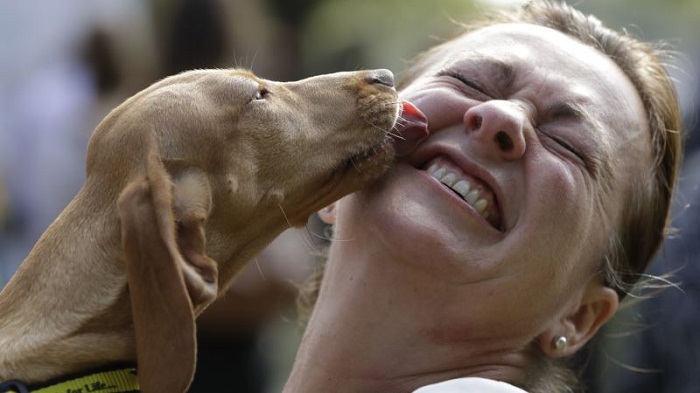 Pourquoi le chien est-il le meilleur ami de l`homme?