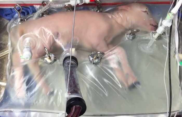 Researchers Have Successfully Grown Premature Lambs in an Artificial Womb