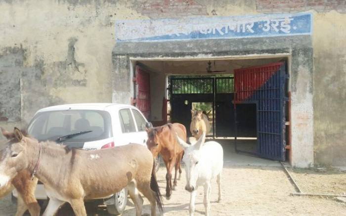 Inde : huit ânes mis en prison