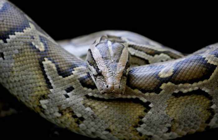 Vier-Meter-Python verschlingt Erntearbeiter