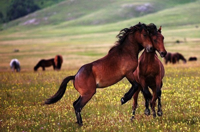 Qarabağ atı cinsinin inkişafına dəstək