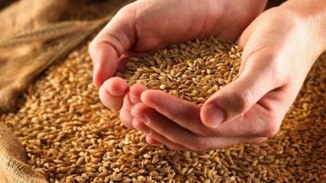 الرقابة على الصادرات: 5% زيادة فى واردات القمح
