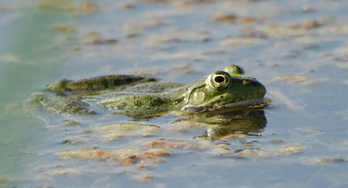 Misterio: 10.000 ranas mueren en un río de Perú de forma inexplicable 
