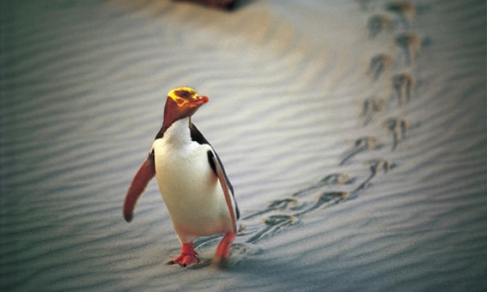 Fears for world's rarest penguin as population plummets