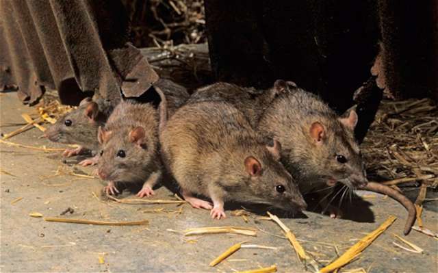 `The rats are taking over,` complain New Yorkers