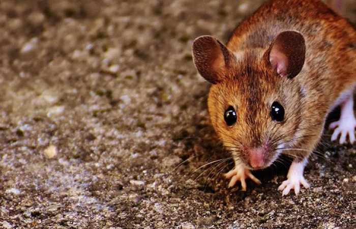 Terapia celular logra 'invertir' la vejez en ratones 