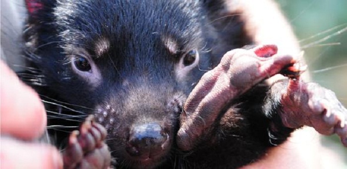 Second contagious form of cancer found in Tasmanian devils