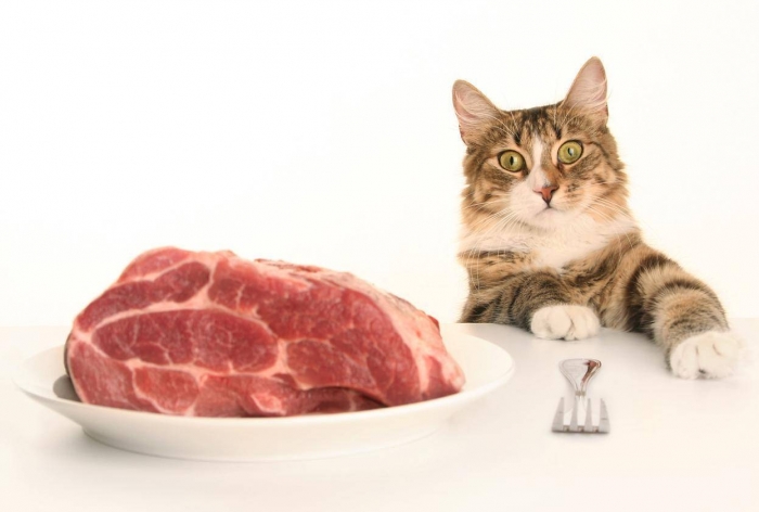 Raw meat pet foods pose risk to animal and human health, finds study