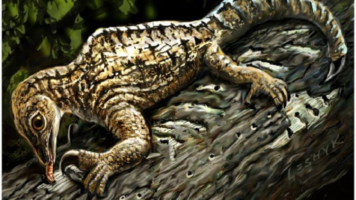 Strange reptile fossil puzzles scientists