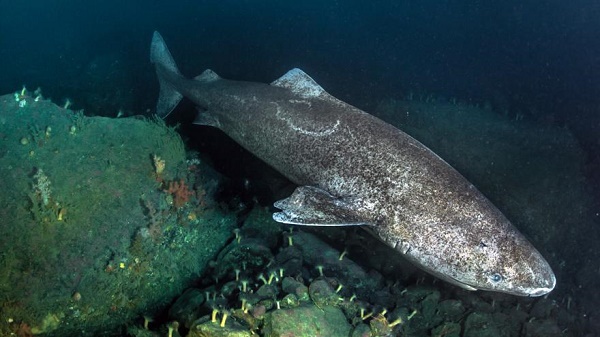 Ce requin est le plus vieil animal vertébré du monde