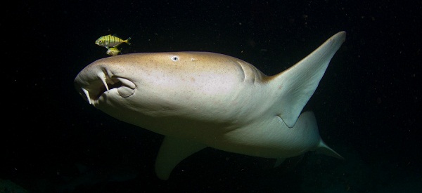 Bonne nouvelle: on sait pourquoi les dents des requins repoussent