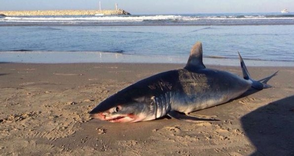 Une centaine de requins s`échouent sur une plage