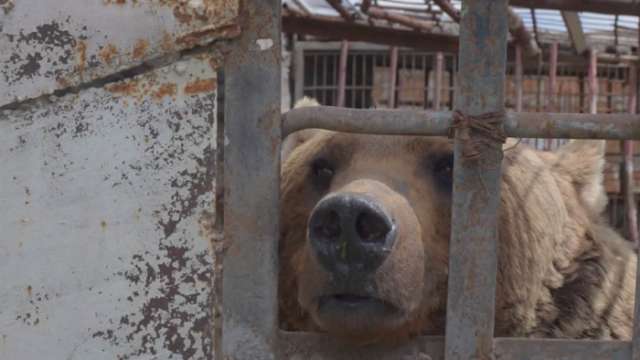 No son juguetes: una ONG quiere salvar a los osos enjaulados en Armenia