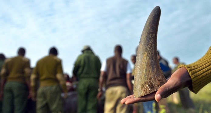 N. Korean diplomat expelled from South Africa for rhino horn trade