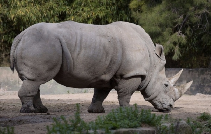 Népal: premier rhinocéros braconné en 2 ans