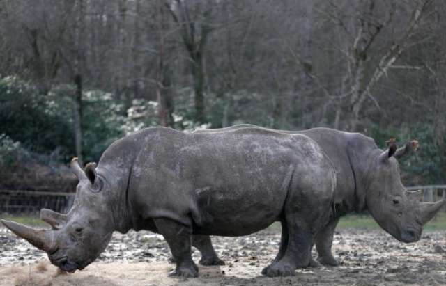 White rhino shot dead in French zoo, horn sawn off