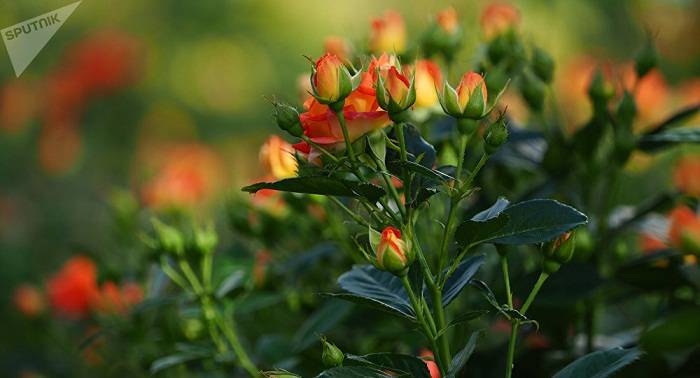 La Línea del Ecuador da las mejores rosas del mundo