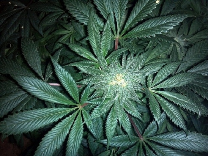Forscher der Uni Rostock: „Cannabis zerstört Krebszellen“